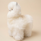 A fluffy huacaya fur llama white color against a light beige background