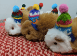 Alpaca Fur Guinea Pig